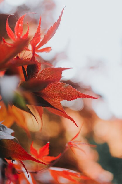 Colpo del primo piano di belle foglie di autunno su un albero