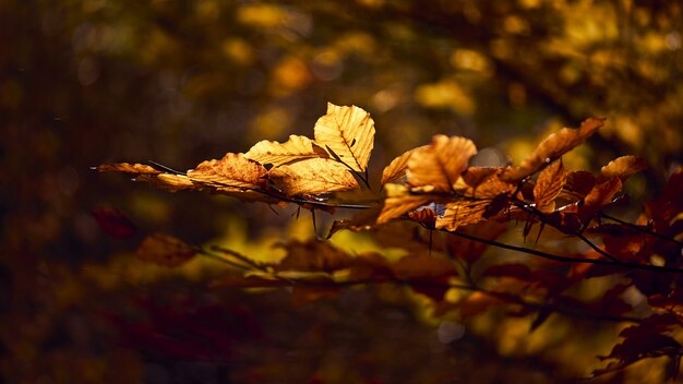 Colpo del primo piano di belle foglie dorate su un ramo con uno sfondo sfocato