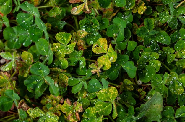 Colpo del primo piano di belle foglie verdi e gialle ricoperte di gocce di rugiada