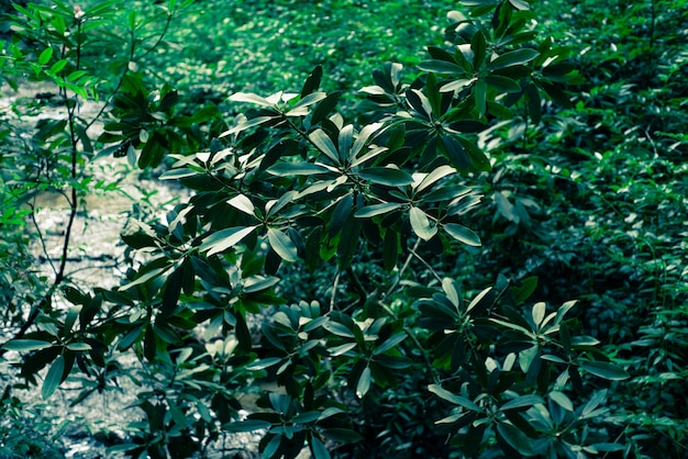 Colpo del primo piano di belle grandi piante e foglie in una foresta