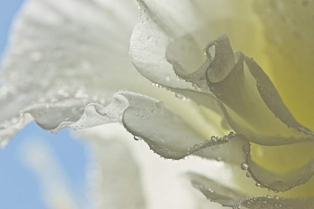 Colpo del primo piano di bellissime campanule dai petali bianchi isolati