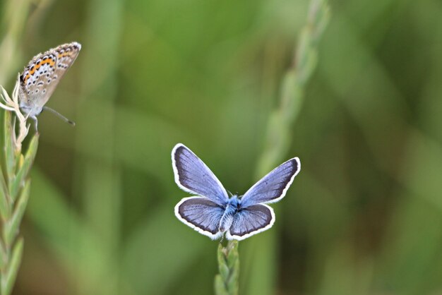 Colpo del primo piano di bellissime farfalle su una pianta verde