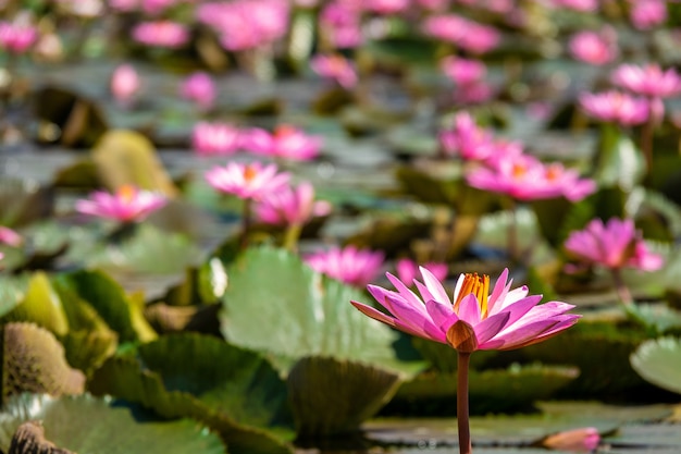 Colpo del primo piano di bellissime ninfee rosa con uno sfondo sfocato