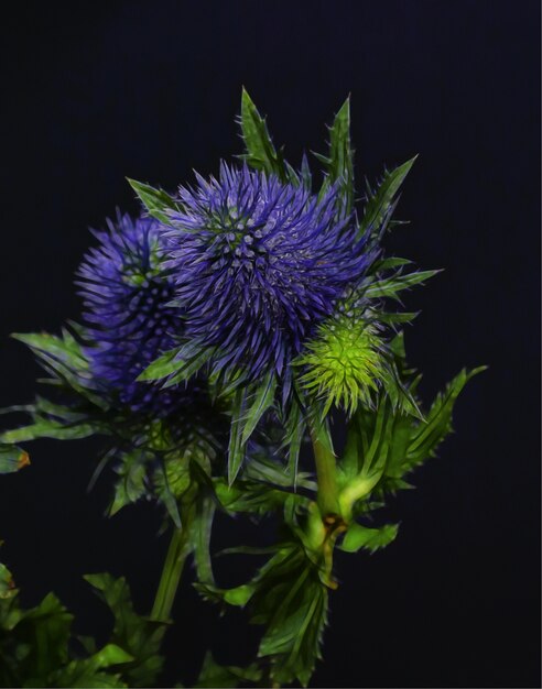 Colpo del primo piano di bellissimi fiori con petali viola blu