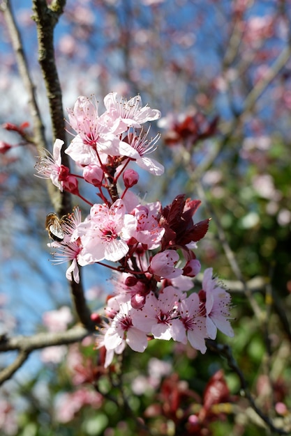 Colpo del primo piano di bellissimi fiori di ciliegio rosa petalo su uno sfondo sfocato