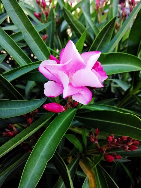 Colpo del primo piano di bellissimi fiori di oleandro rosa in un giardino