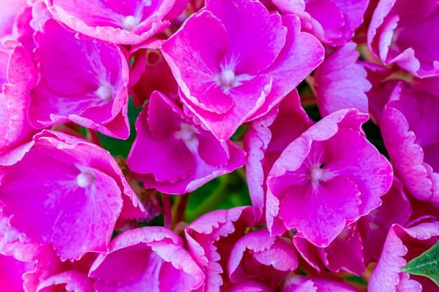 Colpo del primo piano di bellissimi fiori di ortensie rosa all'aperto durante la luce del giorno