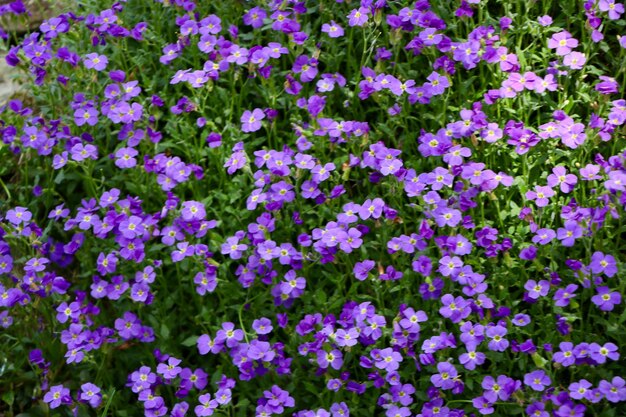 Colpo del primo piano di bellissimi fiori viola aubretia