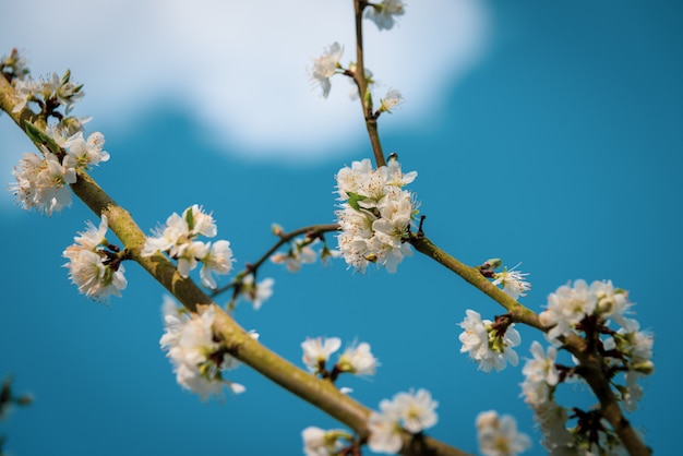 Colpo del primo piano di bello fiore bianco su un ramo di un albero con uno sfondo naturale blu vago