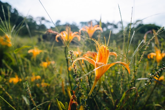 Colpo del primo piano di bello fiore daylily dai petali arancio nel campo