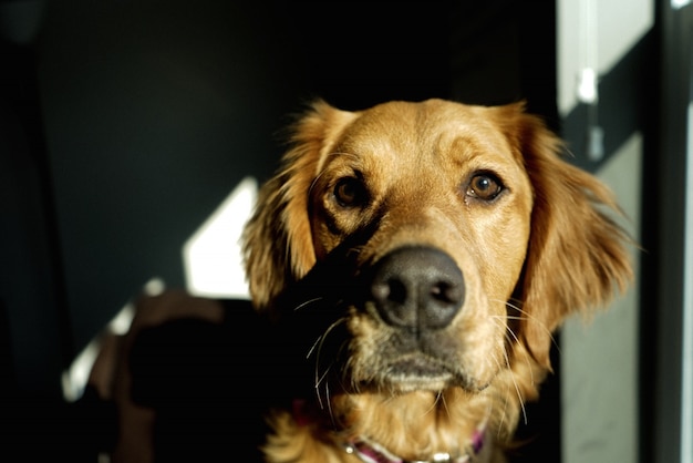 Colpo del primo piano di bello golden retriever domestico dentro una stanza scura