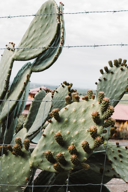 Colpo del primo piano di bello grande albero di cactus con i rami appuntiti lunghi e la frutta di fioritura su loro