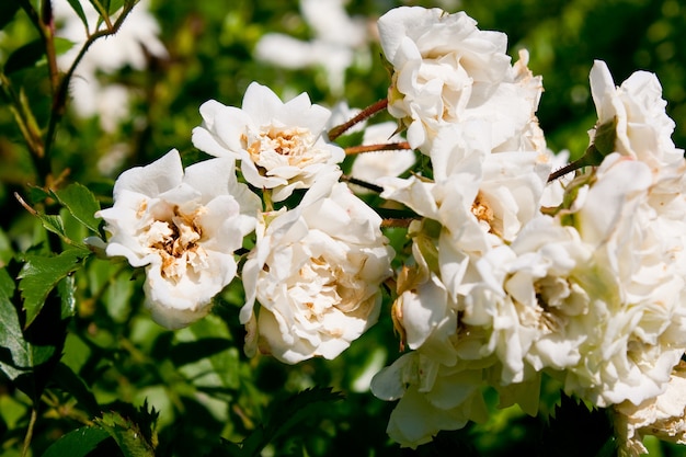 Colpo del primo piano di diversi fiori bianchi uno accanto all'altro su un ramo