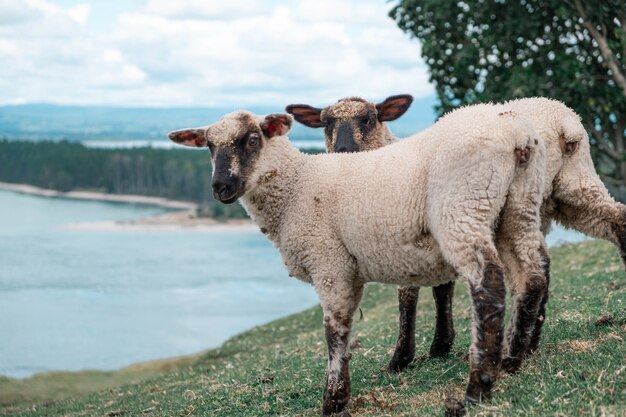 Colpo del primo piano di due pecore in riva al lago