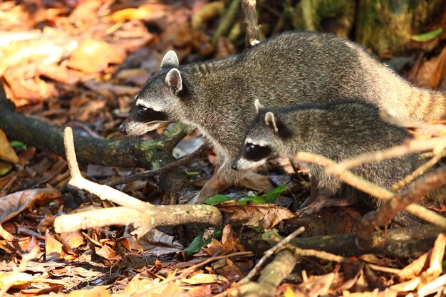 Colpo del primo piano di due procioni alla ricerca di cibo sul suolo della foresta