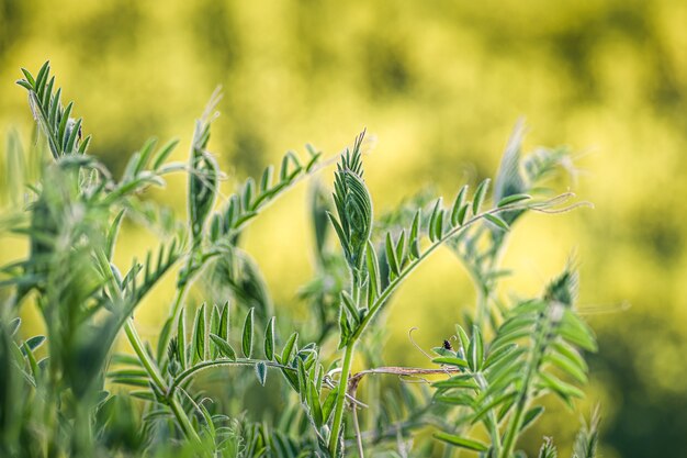 Colpo del primo piano di erba verde fresca su una natura vaga