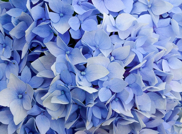 Colpo del primo piano di fiori blu in fiore - perfetto per la carta da parati