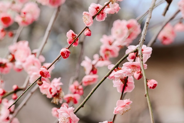 Colpo del primo piano di fiori rosa su un albero di pesco