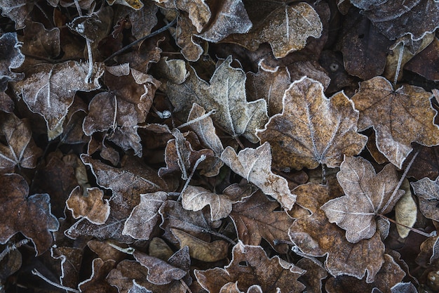 Colpo del primo piano di foglie secche congelate