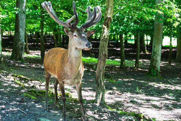 Colpo del primo piano di giovane cervo carino in un parco