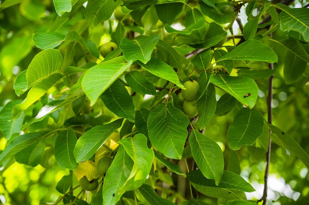 Colpo del primo piano di giovani frutti verdi freschi di noce su un ramo di albero