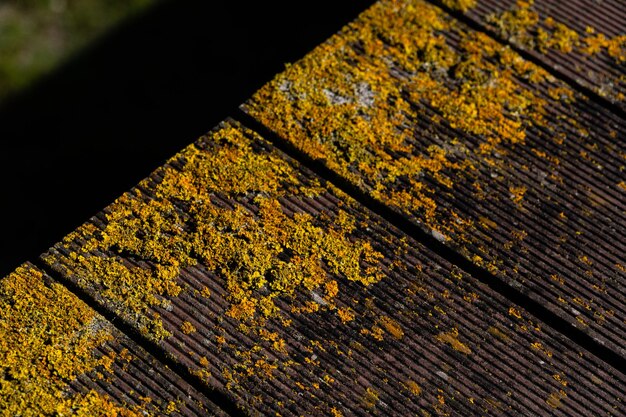 Colpo del primo piano di legno stagionato della plancia coperto di muschio