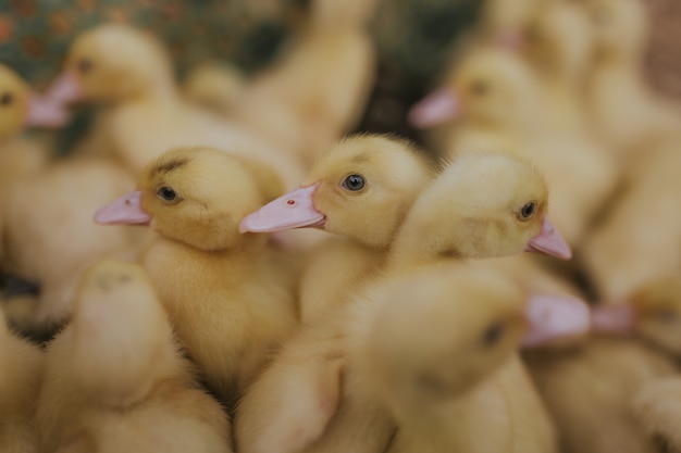 Colpo del primo piano di molte piccole anatre gialle sveglie del bambino durante il giorno