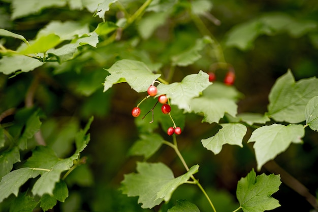 Colpo del primo piano di piccoli frutti rossi che crescono sul ramo circondato dalle foglie verdi