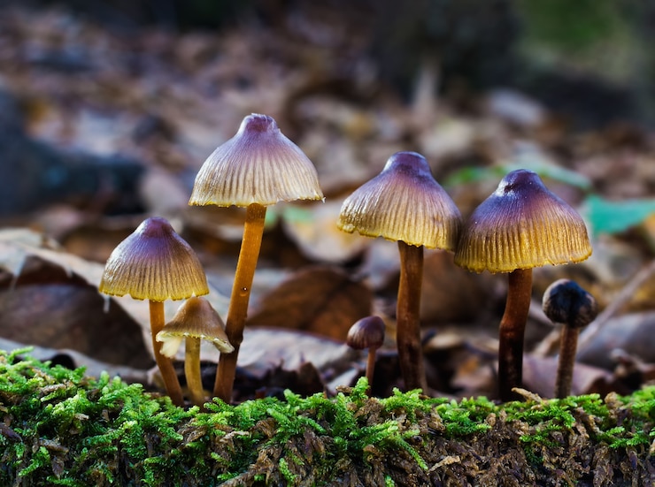 Foto gratuito colpo del primo piano di piccoli funghi in un bosco di castagni