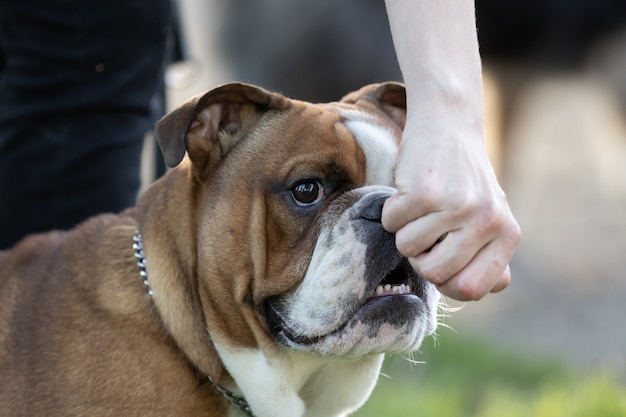 Colpo del primo piano di un adorabile bulldog inglese