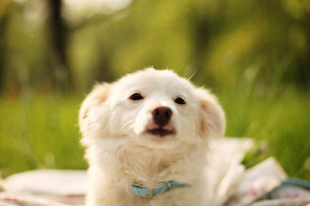 Colpo del primo piano di un adorabile cucciolo bianco su uno sfondo sfocato