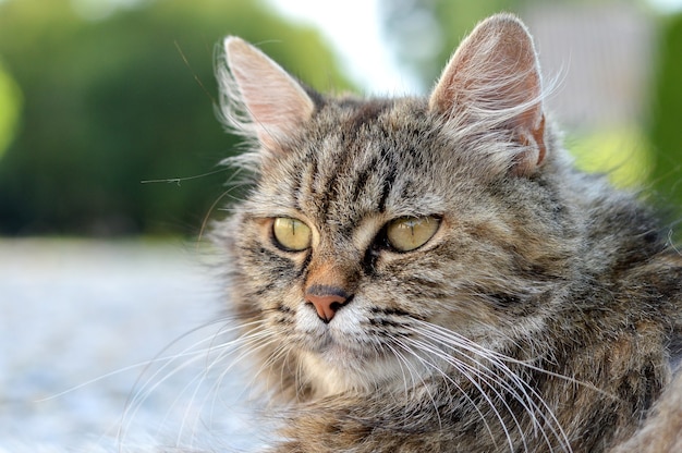 Colpo del primo piano di un adorabile gatto con gli occhi verdi