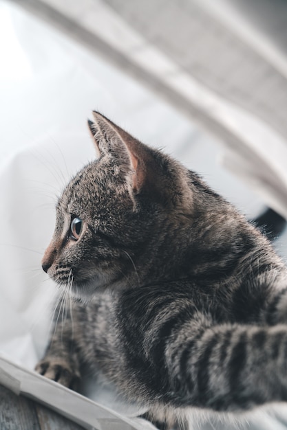 Colpo del primo piano di un adorabile simpatico gatto grigio al chiuso