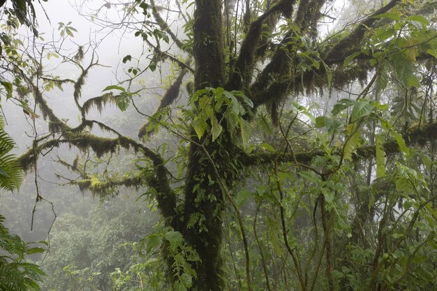 Colpo del primo piano di un albero in una foresta coperta dalla nebbia