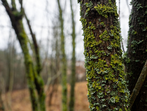 Colpo del primo piano di un albero ricoperto di vegetazione in una foresta