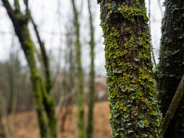 Colpo del primo piano di un albero ricoperto di vegetazione in una foresta