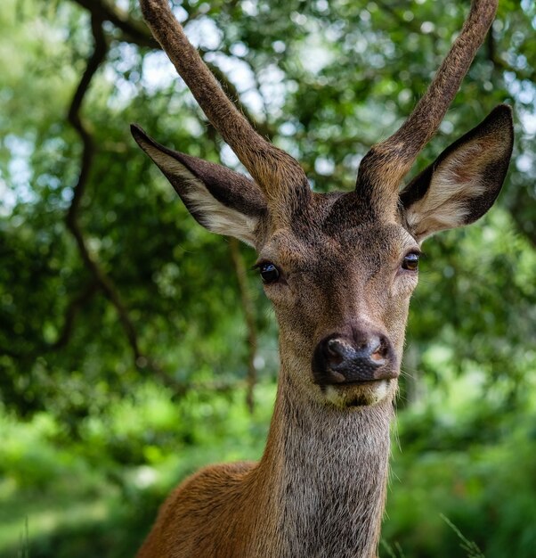 Colpo del primo piano di un alce maschio dietro gli alberi