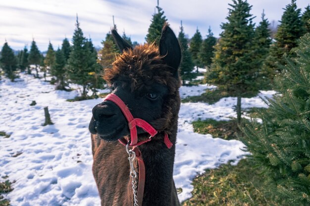 Colpo del primo piano di un alpaca nero accanto a un albero di abete rosso in inverno