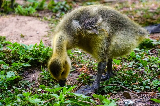 Colpo del primo piano di un'anatra gialla che mangia in piedi nel verde