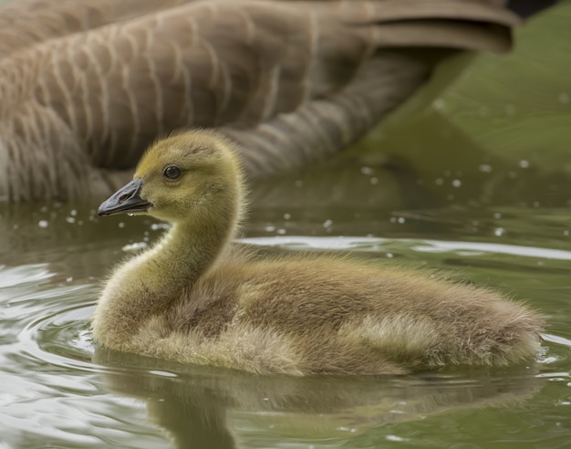 Colpo del primo piano di un anatroccolo sull'acqua vicino a sua madre