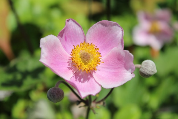 Colpo del primo piano di un anemone giapponese con offuscata