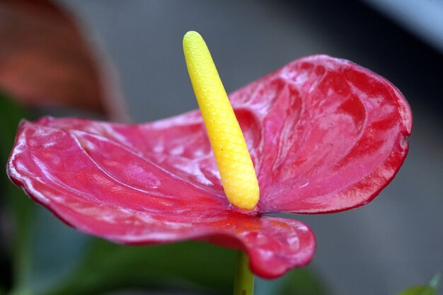 Colpo del primo piano di un anthurium rosso con sfondo sfocato