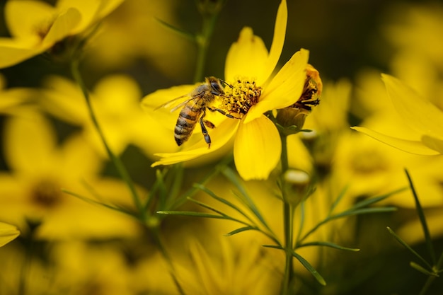 Colpo del primo piano di un'ape che impollina un fiore giallo