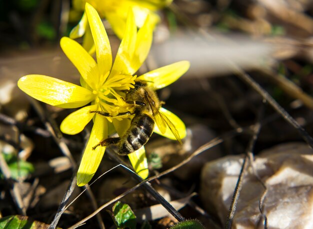 Colpo del primo piano di un'ape che raccoglie nettari dal fiore di celidonia minore