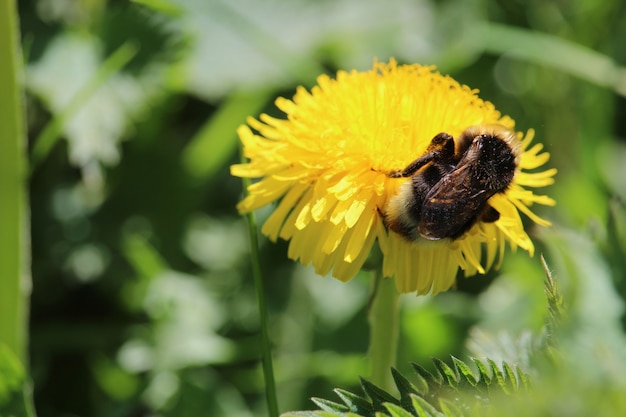 Colpo del primo piano di un'ape che si siede su un fiore giallo del dente di leone