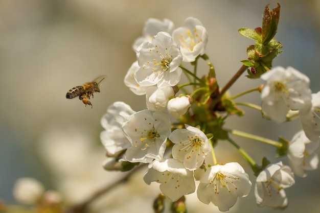 Colpo del primo piano di un'ape e un fiore di ciliegio