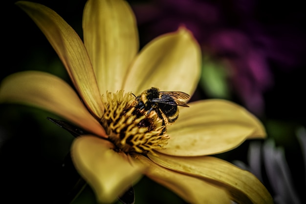 Colpo del primo piano di un'ape mellifica che raccoglie nettare su un fiore giallo-petalo - concetto di fioritura della natura