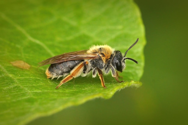 Colpo del primo piano di un'ape mineraria precoce femminile, emorroidi di Andrena su una foglia verde