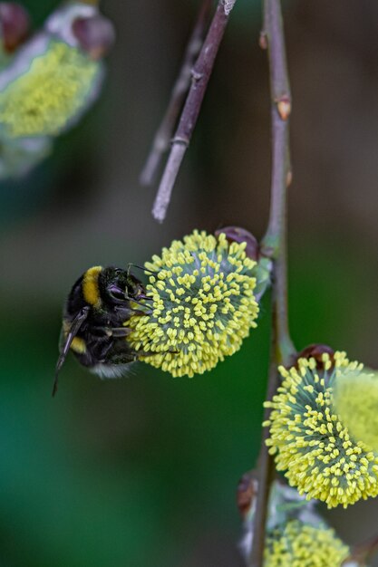 Colpo del primo piano di un'ape seduta su un fiore giallo