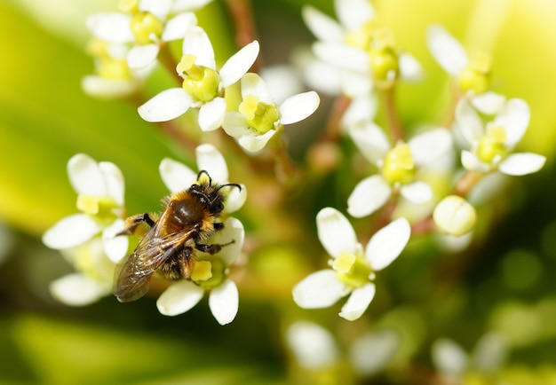 Colpo del primo piano di un'ape su diversi fiori bianchi